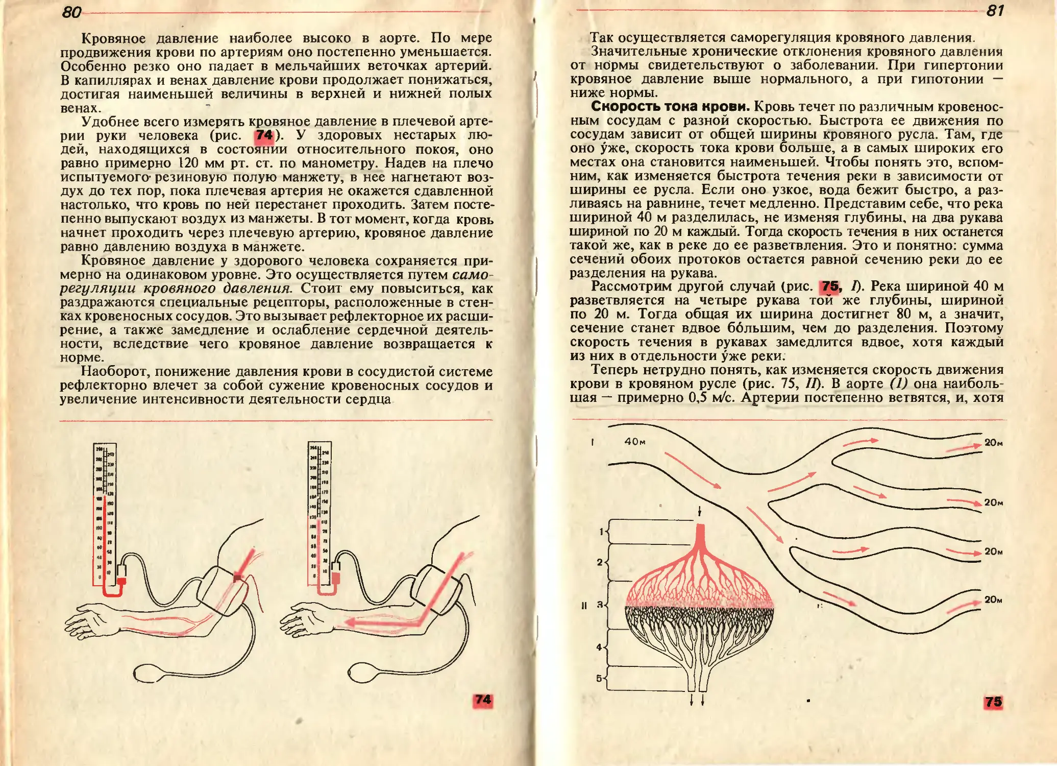 Анатомия 11 класс