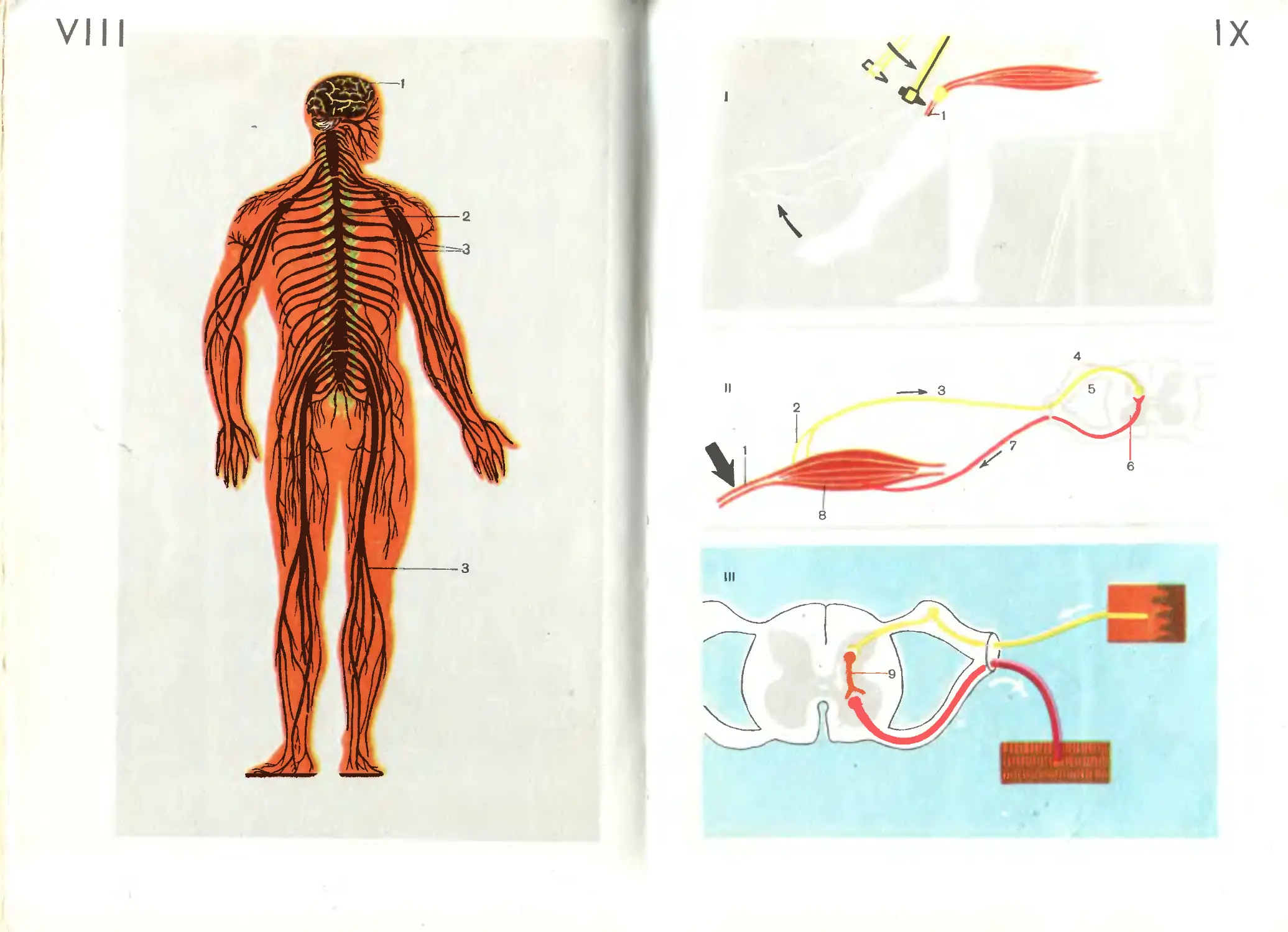 Учебник биологии анатомия