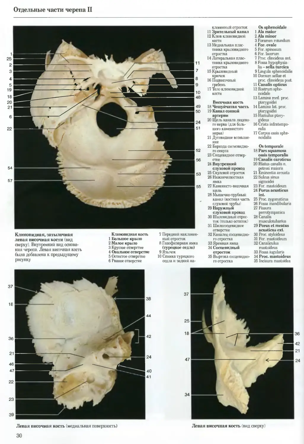 Ala magna ossis sphenoidalis. Роен Йокочи Лютьен-Дреколл иллюстрированный атлас анатомия. Фотографический атлас роен. Череп рыбы строение. Processus clinoideus posterior.