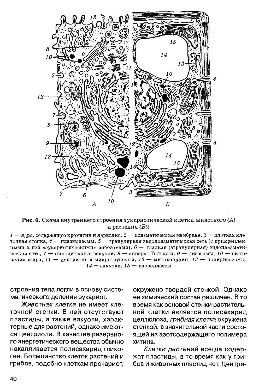 Схема строения животной и растительной клетки