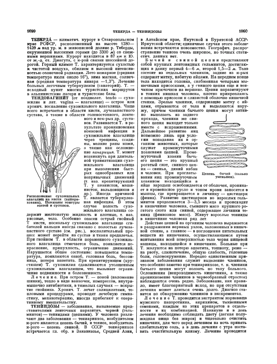 Тениидозы — Е. С. Лейкина