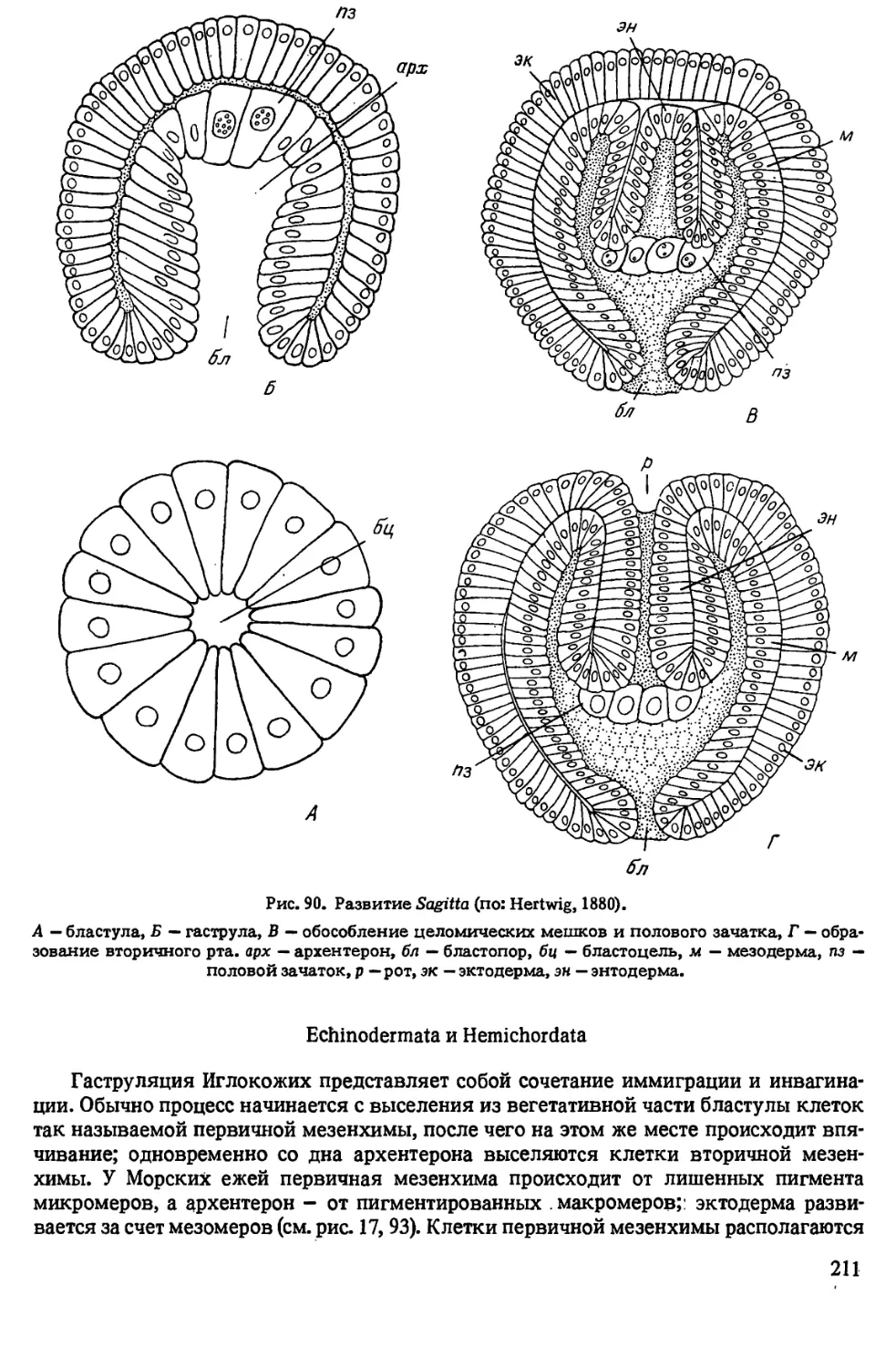 Echinodermata и Hemichordata