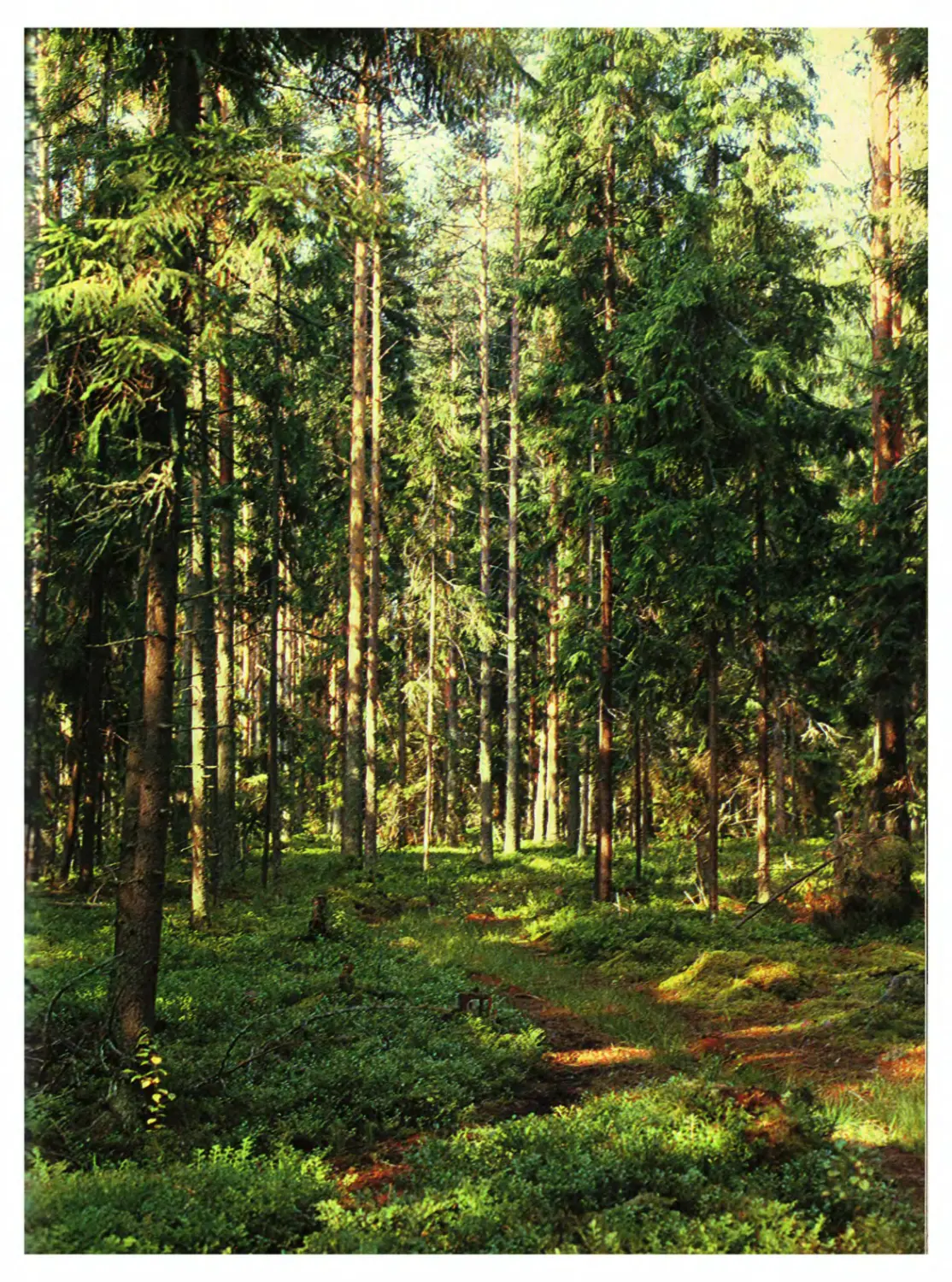 Биогеоценоз смешанного леса Сибири
