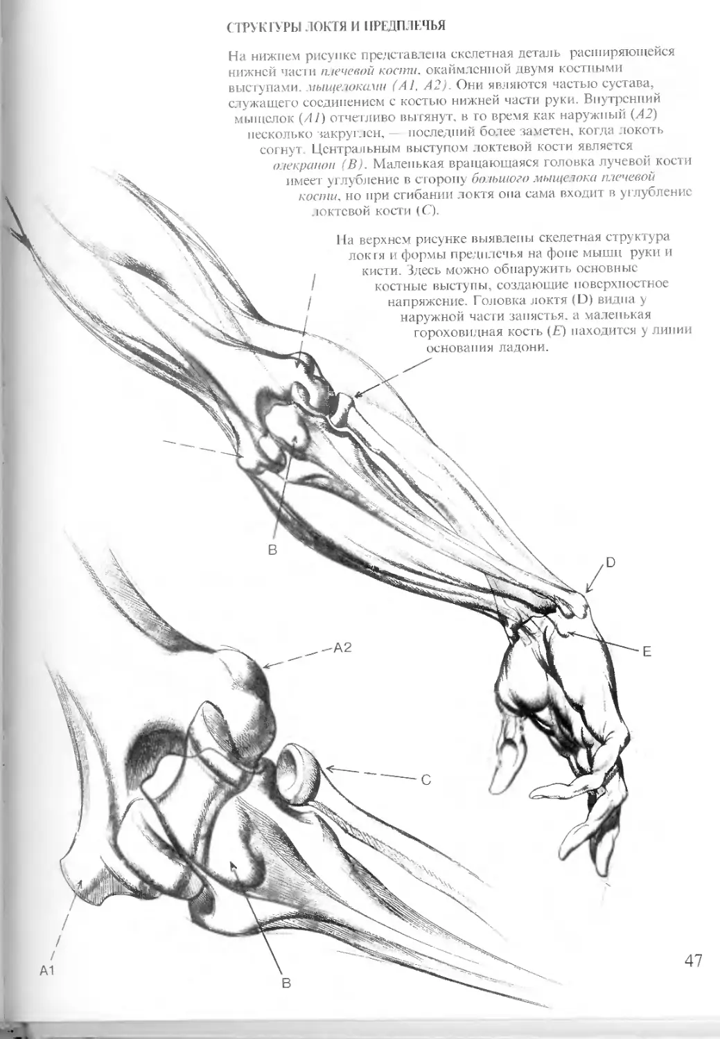 Локтевой сустав рисунок