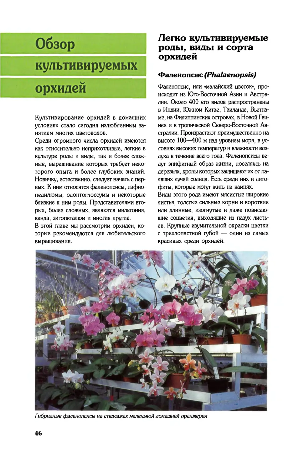 Обзор культивируемых орхидей
Легко культивируемые роды, виды и сорта орхидей