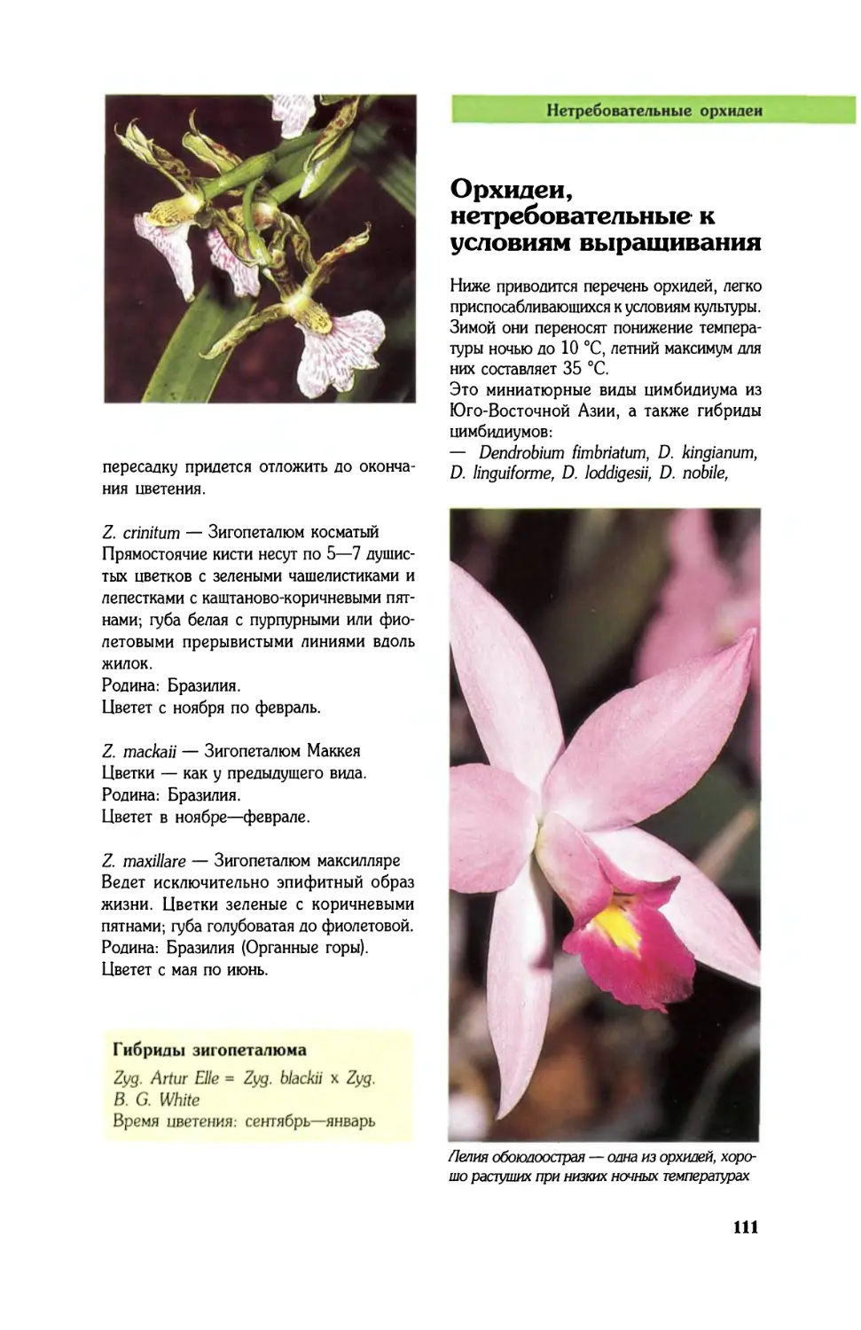 Орхидеи, нетребовательные к условиям выращивания