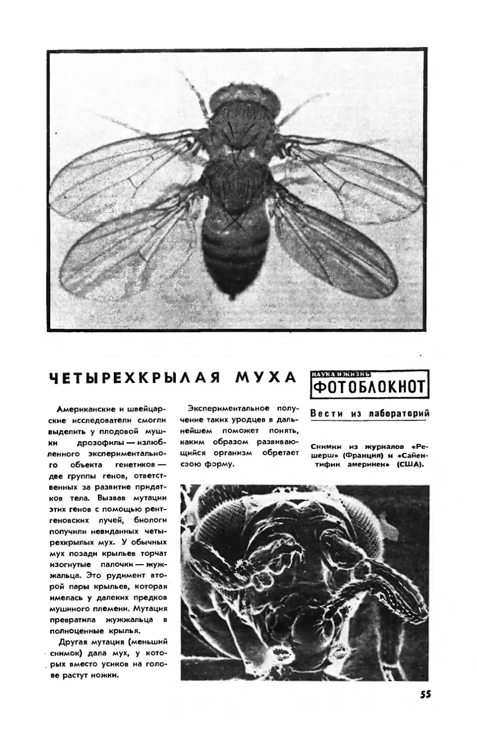 [Фотоблокнот] — Четырехкрылая муха