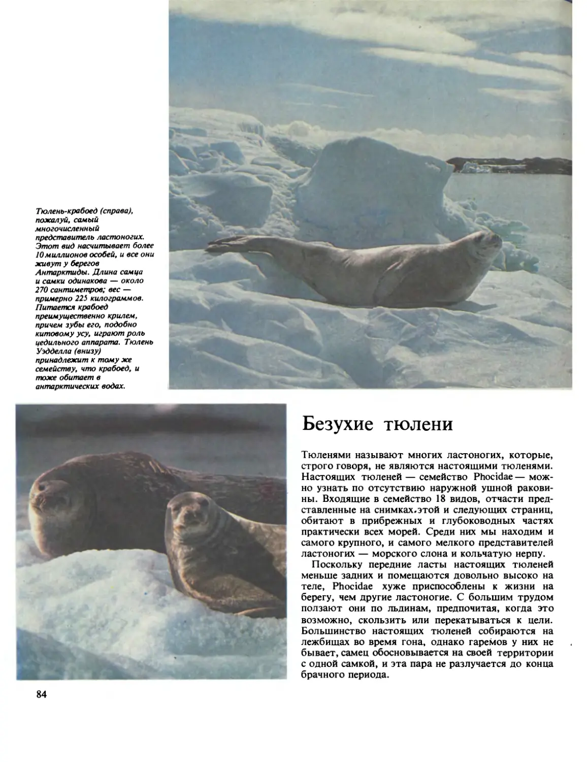 Безухие тюлени