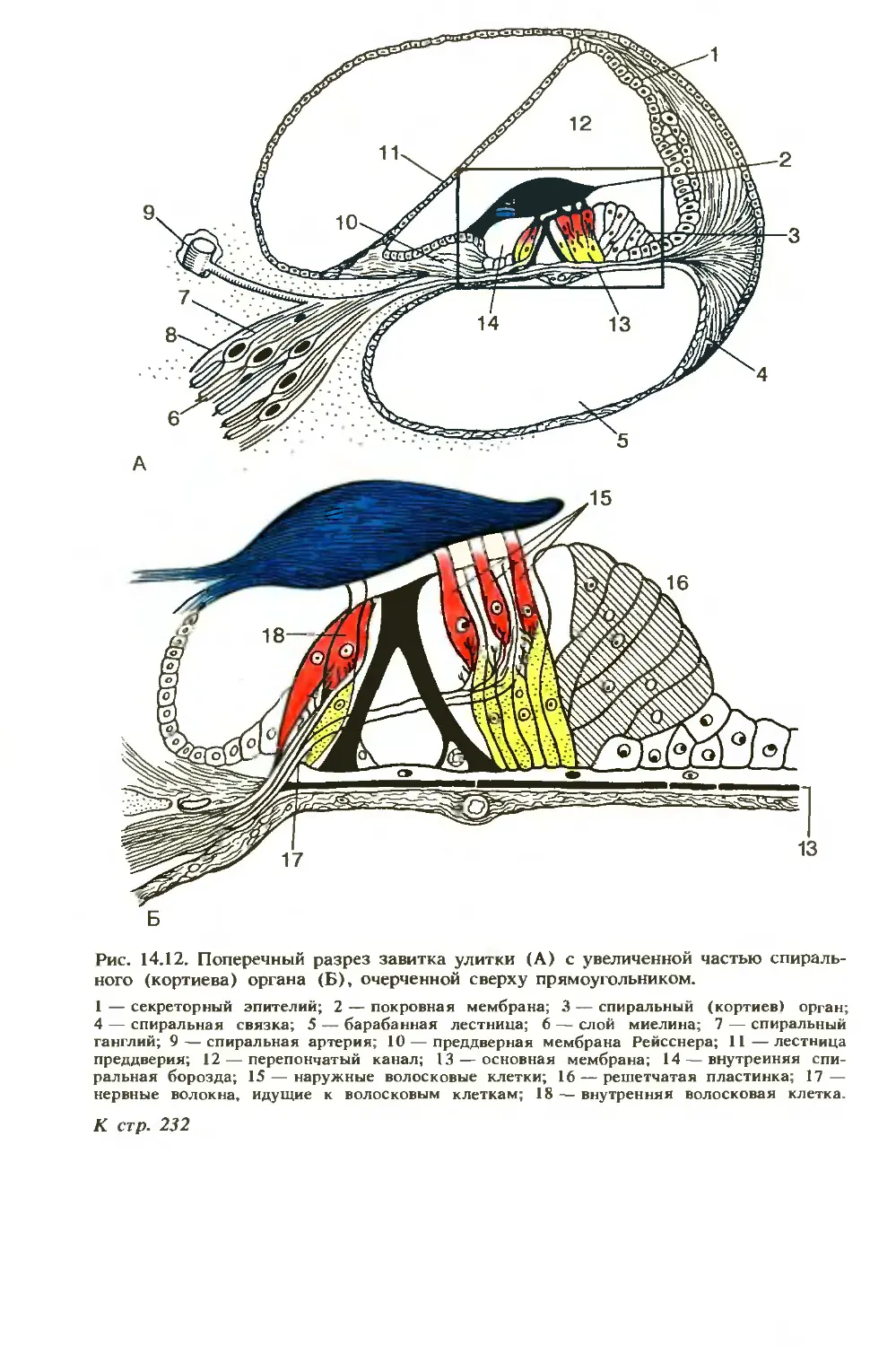 Схему поперечного разреза улитки