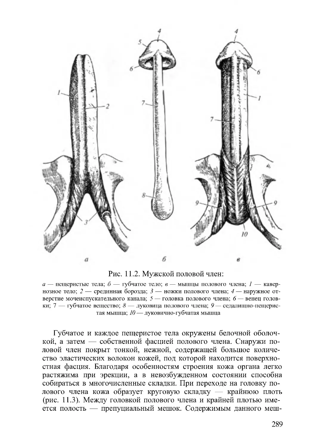 строение члена у мужчин фото 95