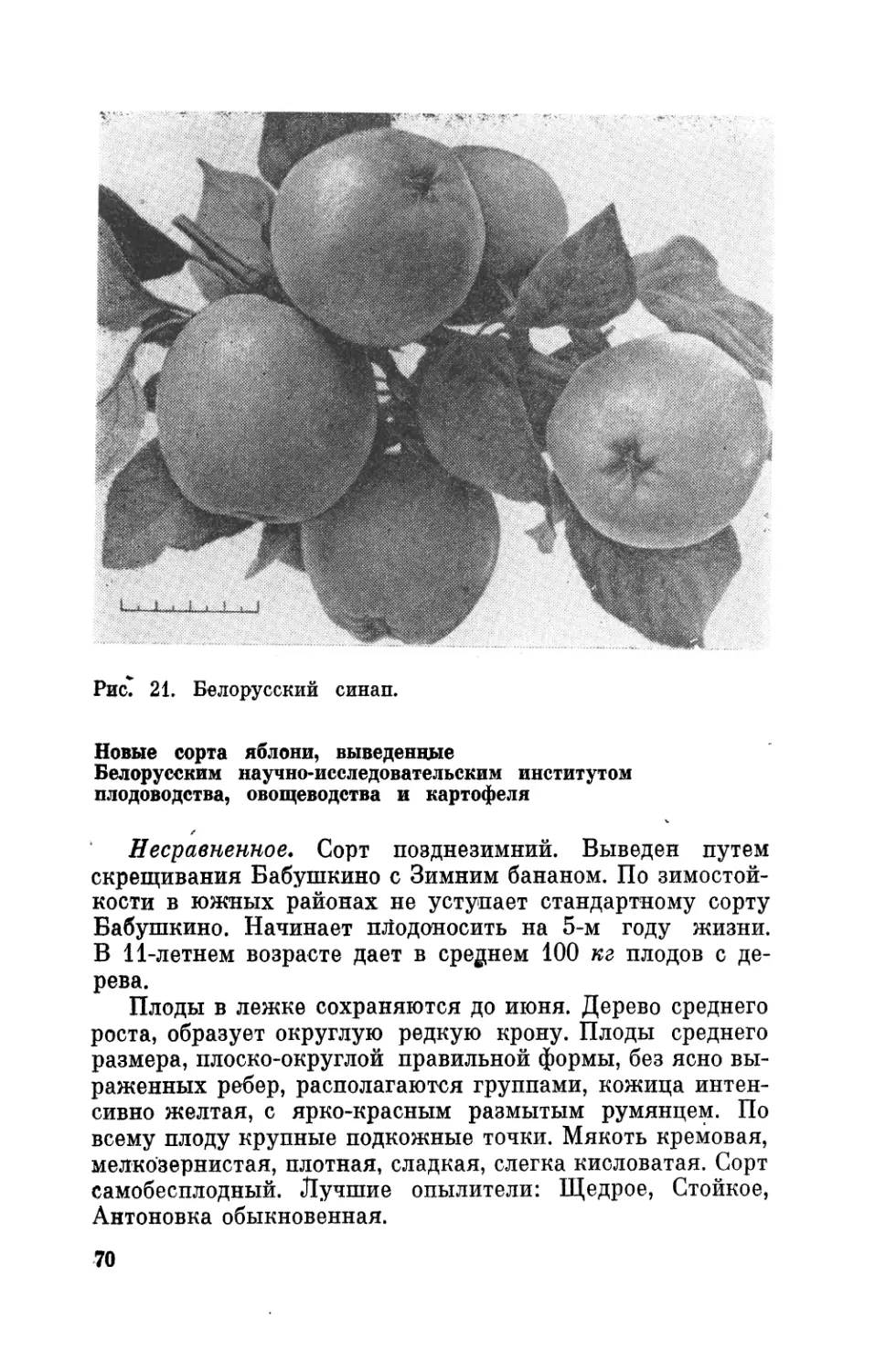 Новые сорта яблони, выведенные Белорусским научно-исследовательским институтом плодоводства, овощеводства и картофеля