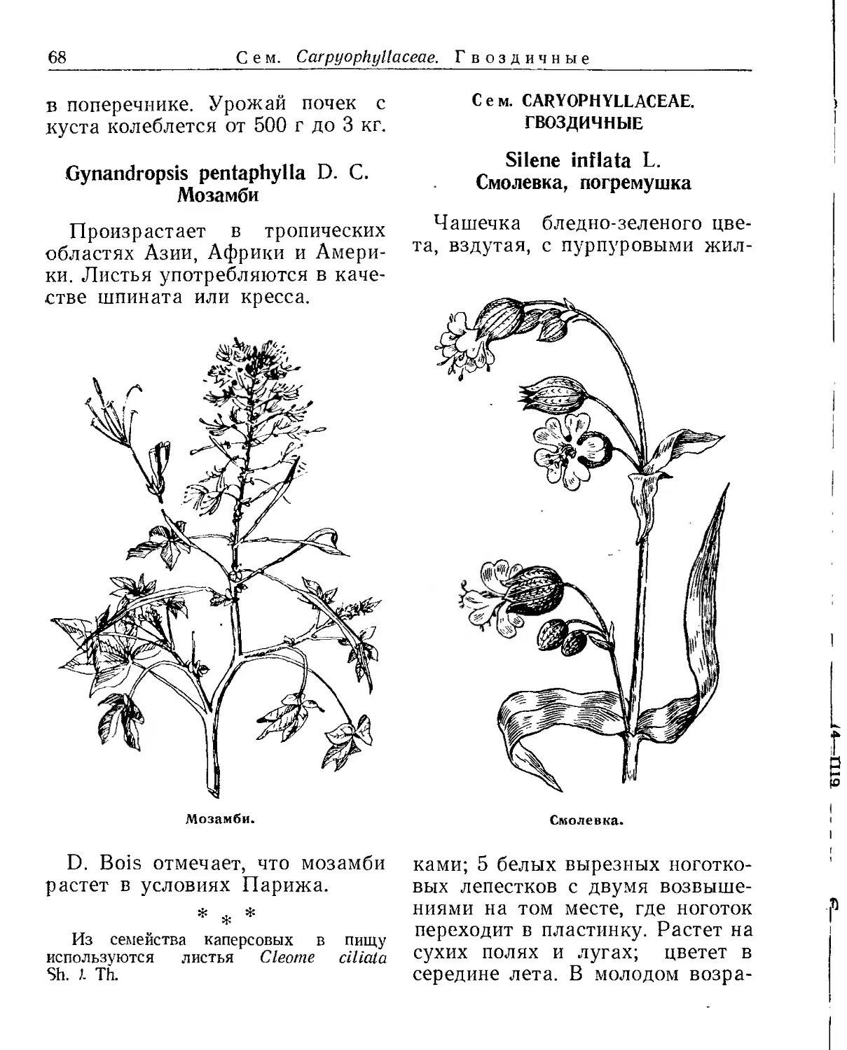 Сем. Caryophyllaceae. Гвоздичные