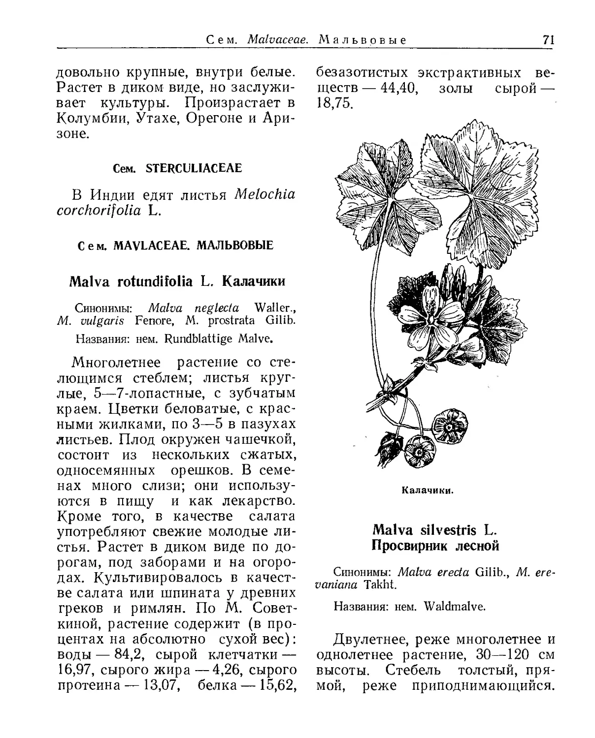 Сем. Sterculiaceae
Сем. Malvaceae. Мальвовые