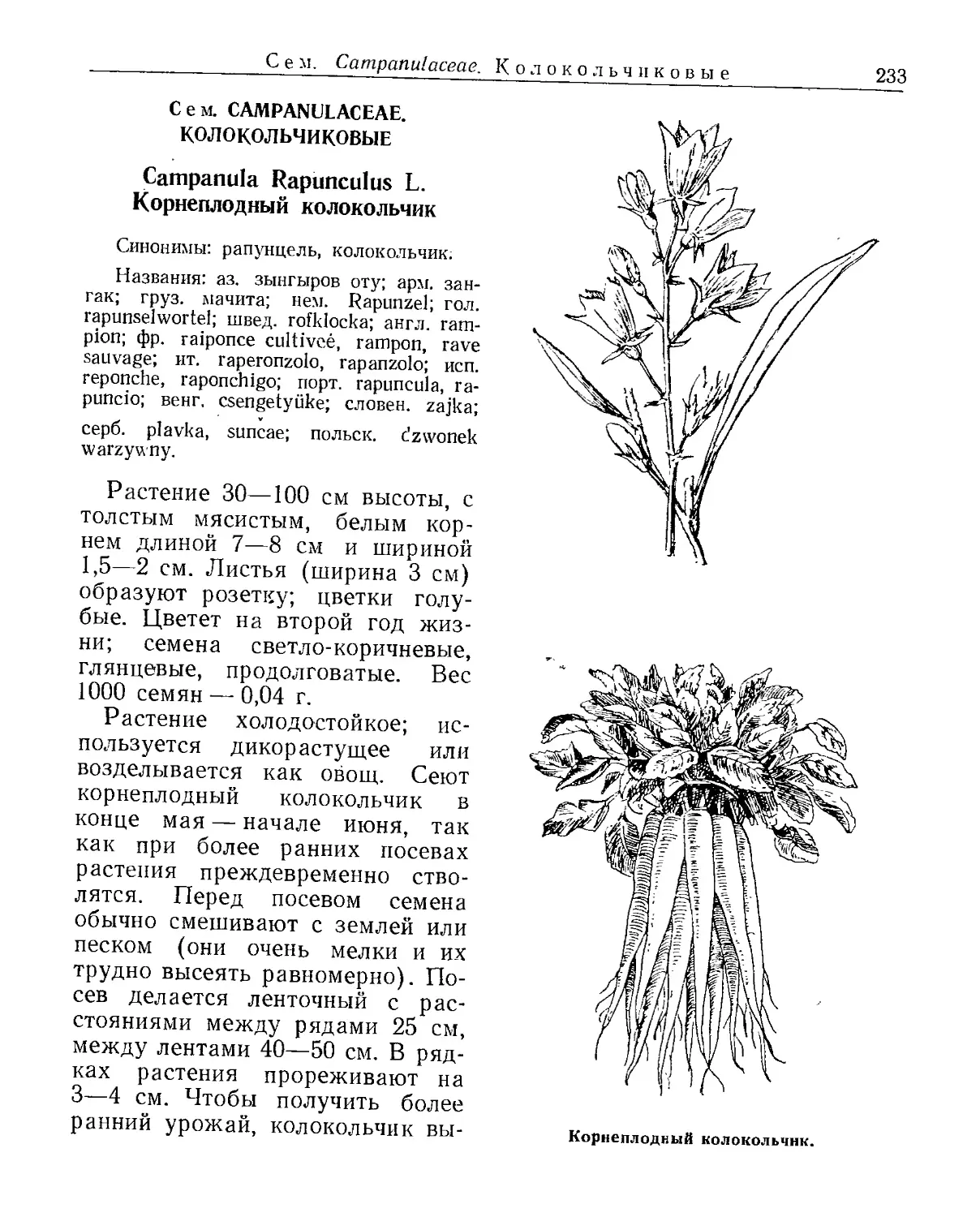 Сем. Campanulaceae. Колокольчиковые