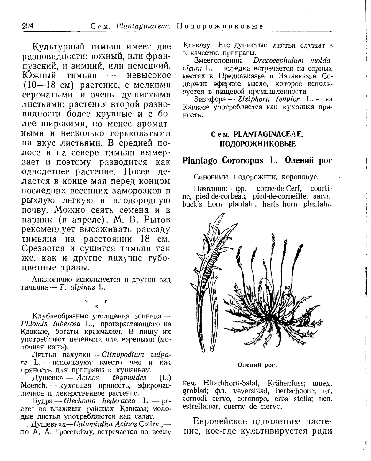 Сем. Plantaginaceae. Подорожниковые