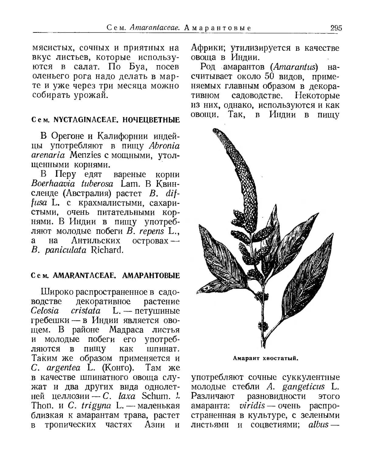 Сем. Nyctaginaceae. Ночецветные
Сем. Amarantaceae. Амарантовые