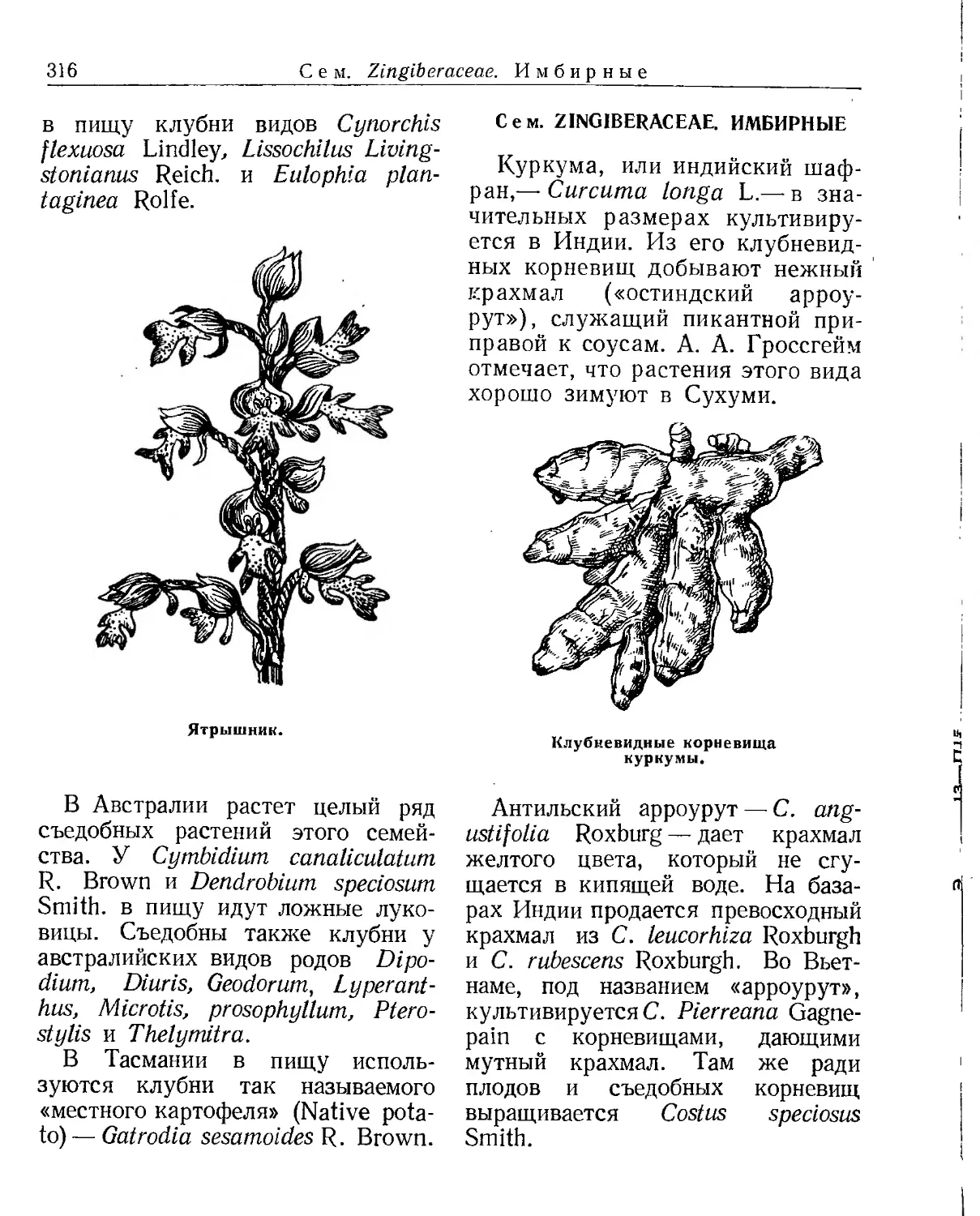 Сем. Zingiberaceae. Имбирные