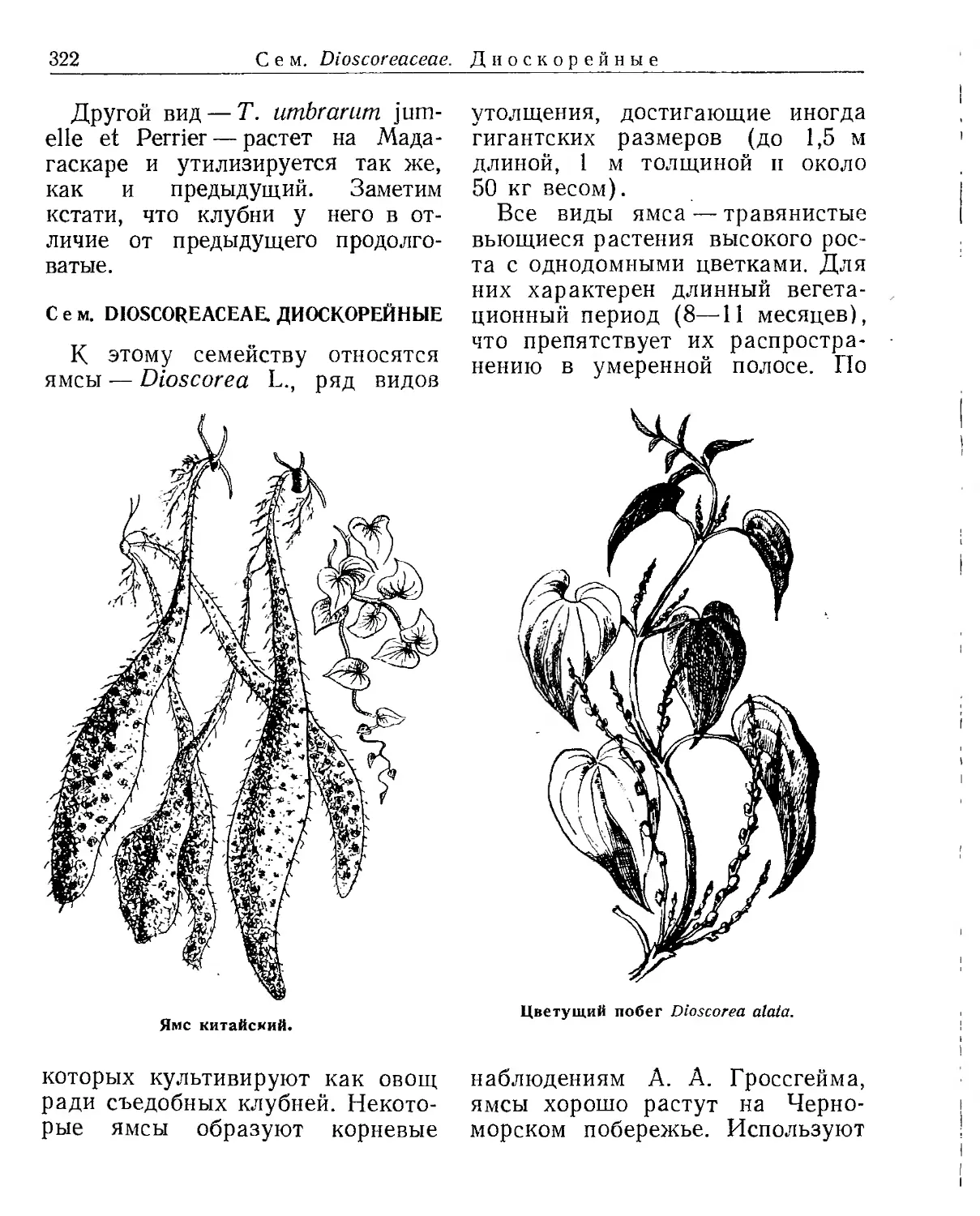 Сем. Dioscoreaceae. Диоскорейные