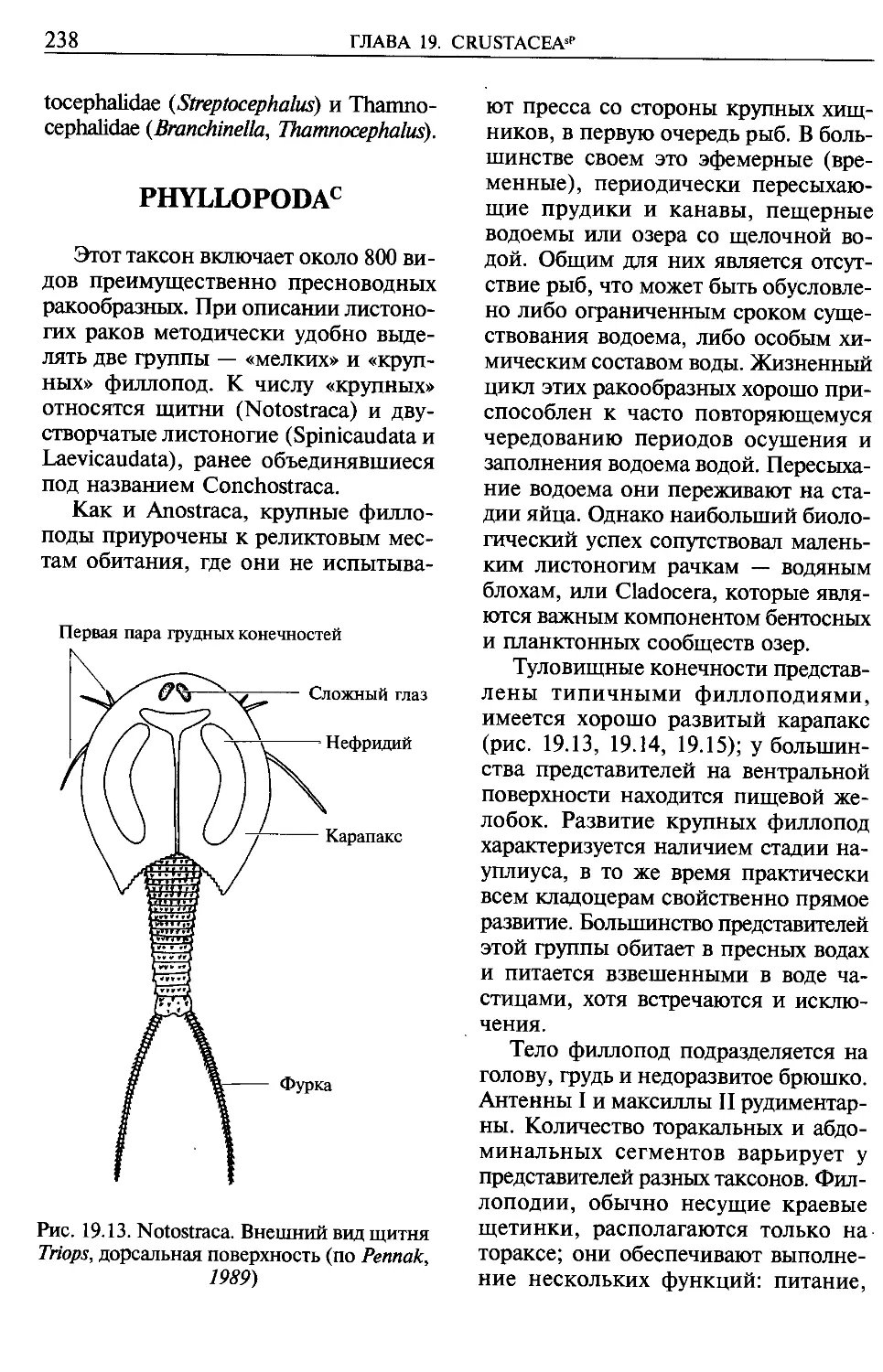 Phyllopoda