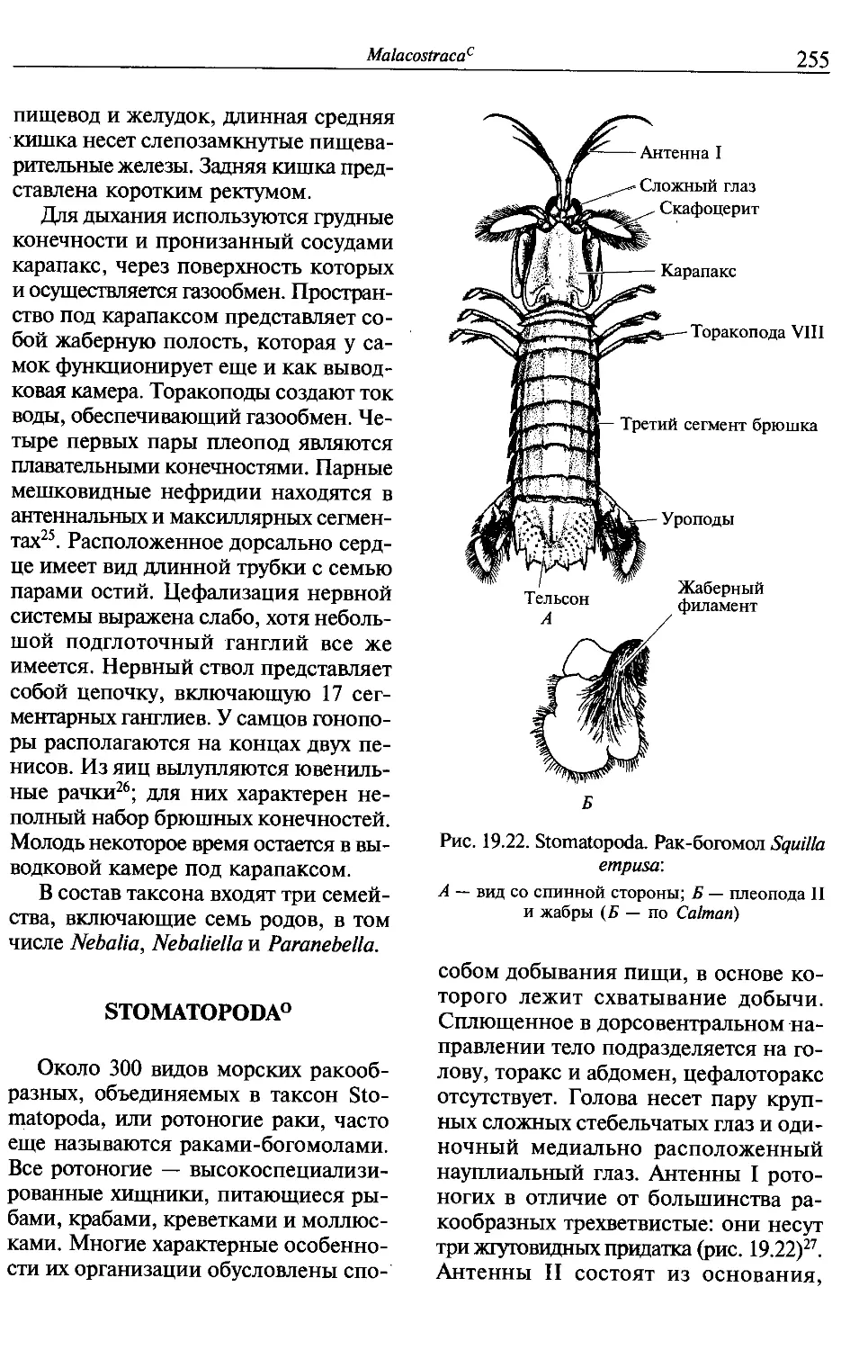 Stomatopoda