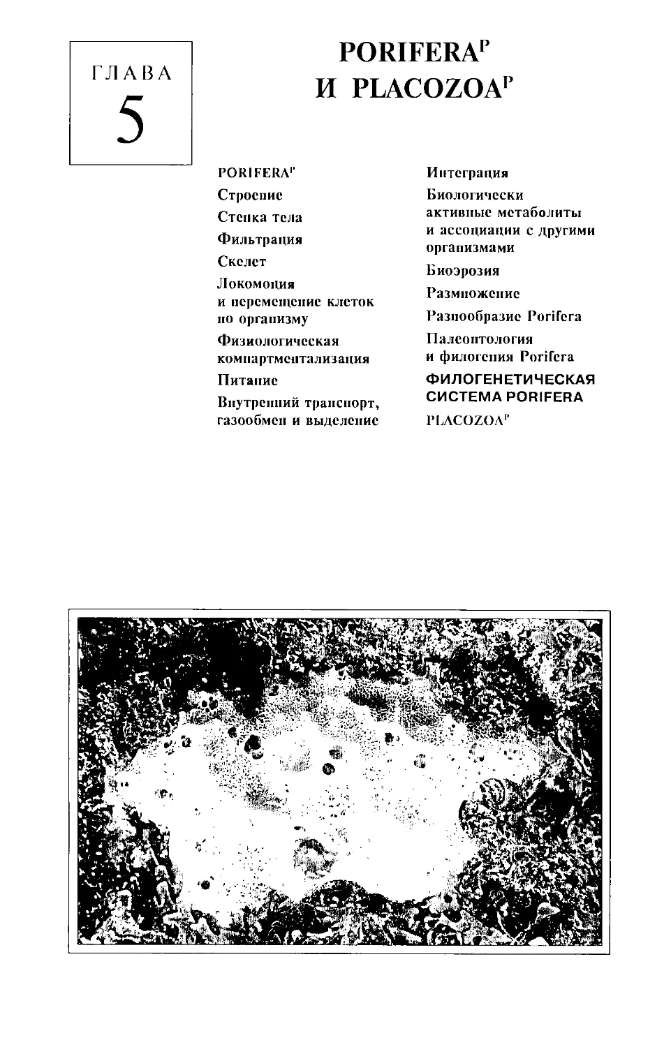 Глава 5. Porifera и Placozoa