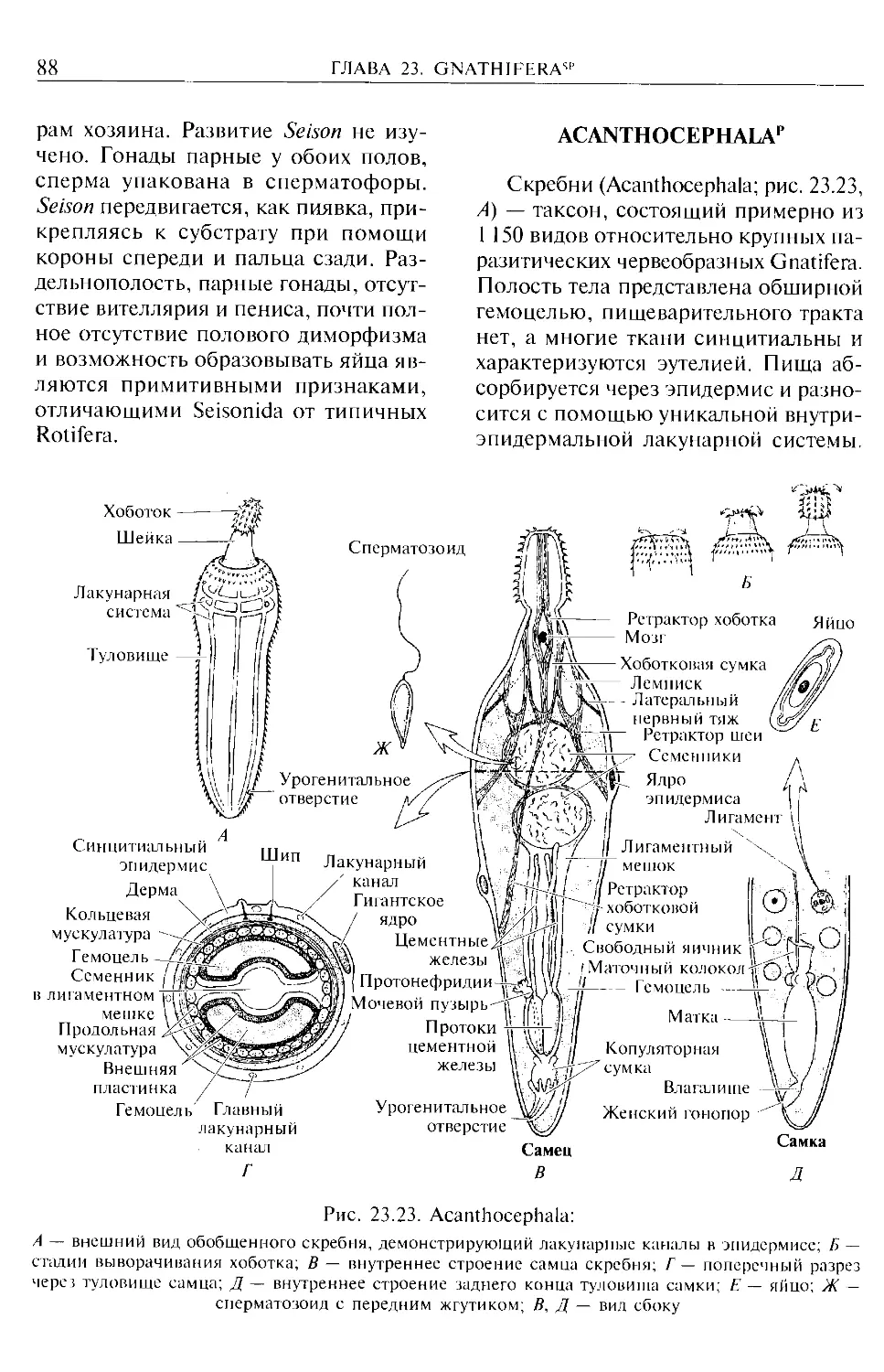 Acanthocephala