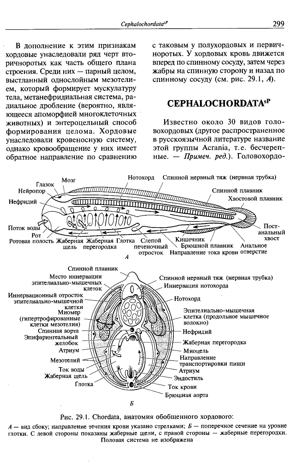 Cephalochordatas