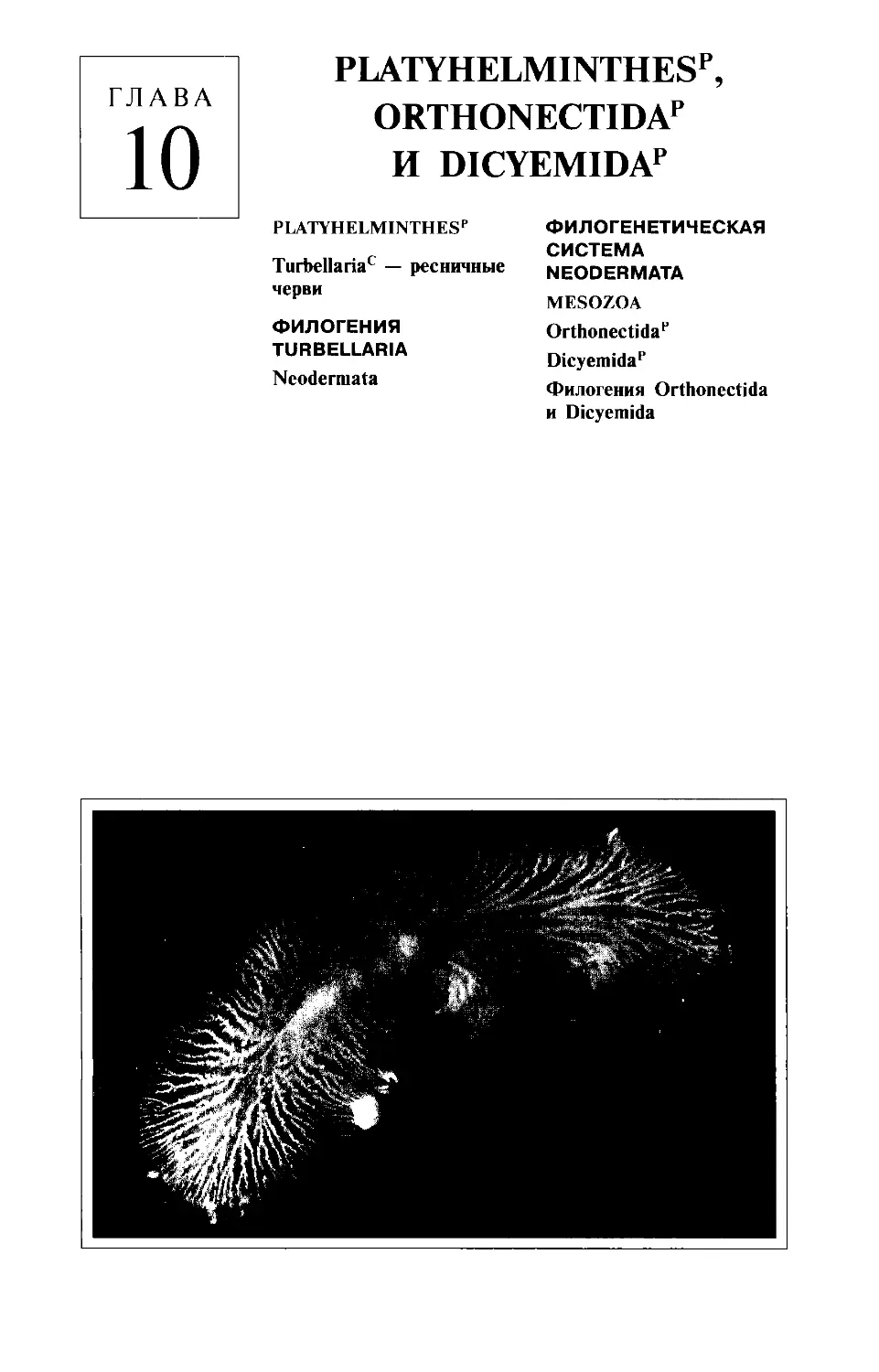 Глава 10. Platyhelminthe, Orthonectida и Dicyemida