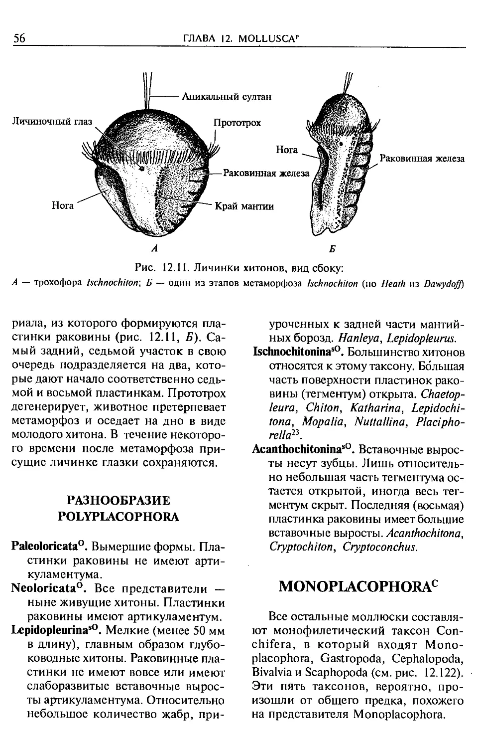Разнообразие Polyplacophora
Monoplacophora