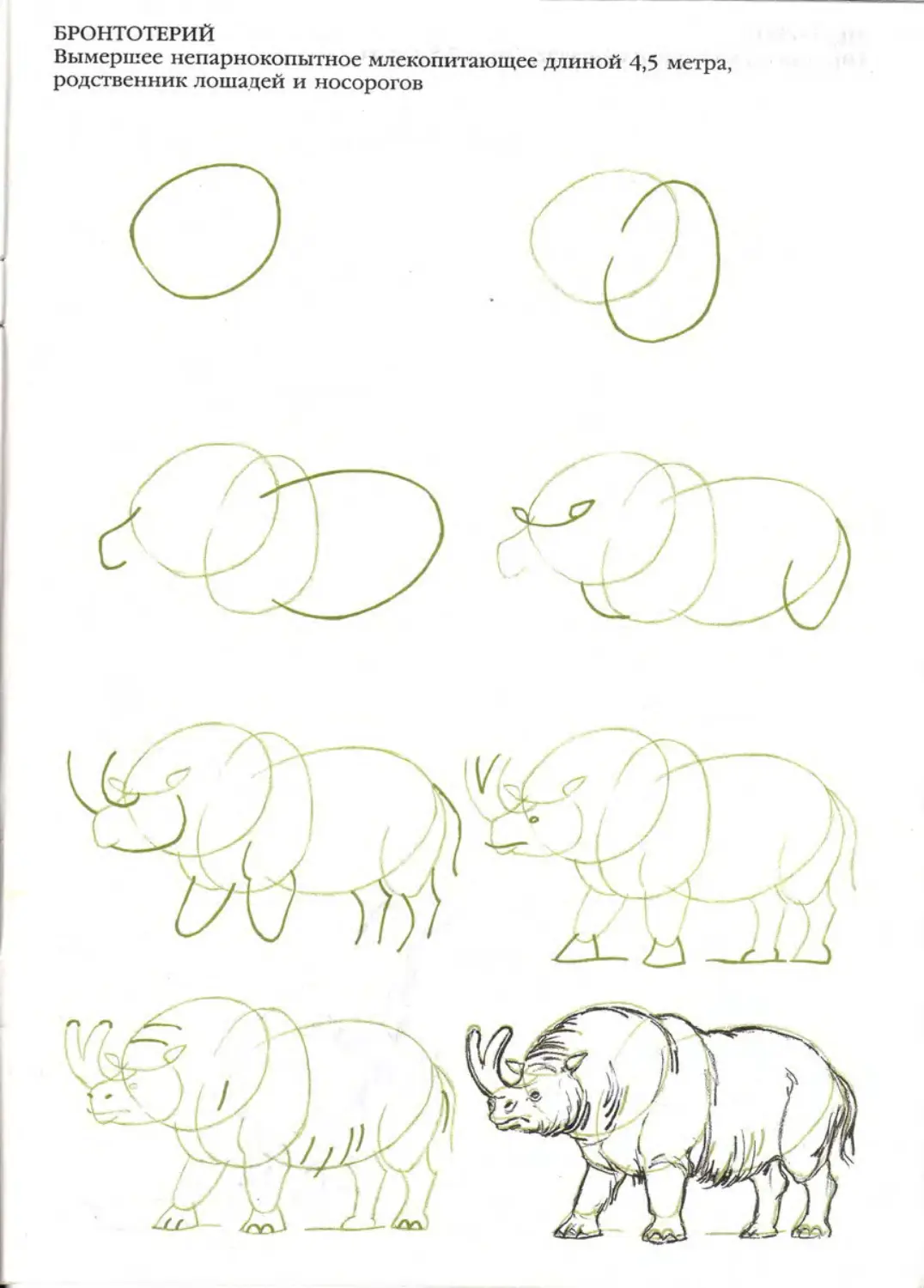 Носорог рисунок для детей карандашом поэтапно легко