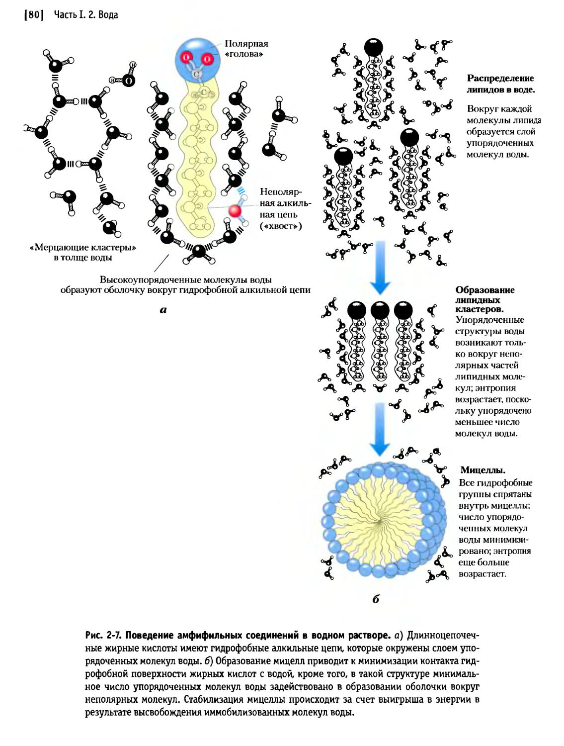 Гидрофобные связи белка. Неполярные гидрофобные взаимодействия. Гидрофобные связи схема. Гидрофобные взаимодействия между аминокислотами. Гидрофобные и гидрофильные связи.