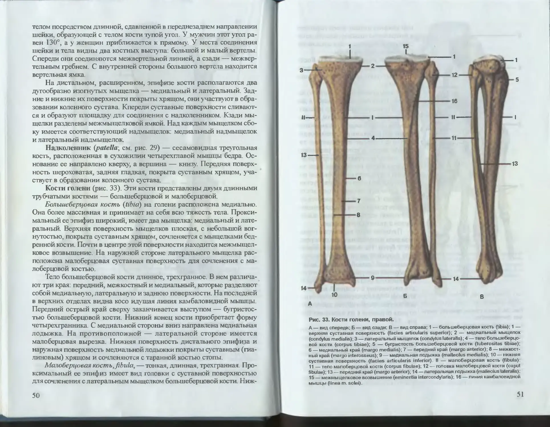 Анатомия липченко самусев. Атлас анатомии человека Самусев Липченко. Атлас нормальной анатомии человека. Большой атлас анатомии человека Самусев.