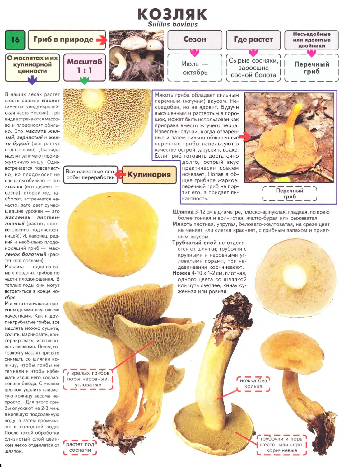 масленок гриб фото ложный