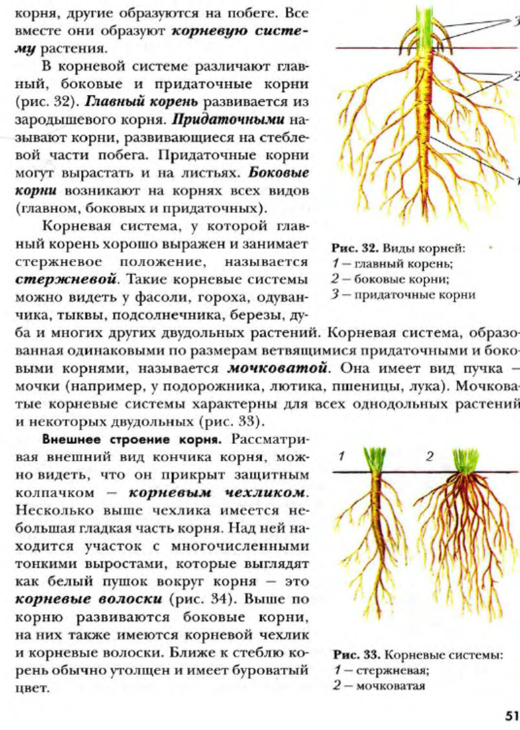 Размер корневой системы тыквы