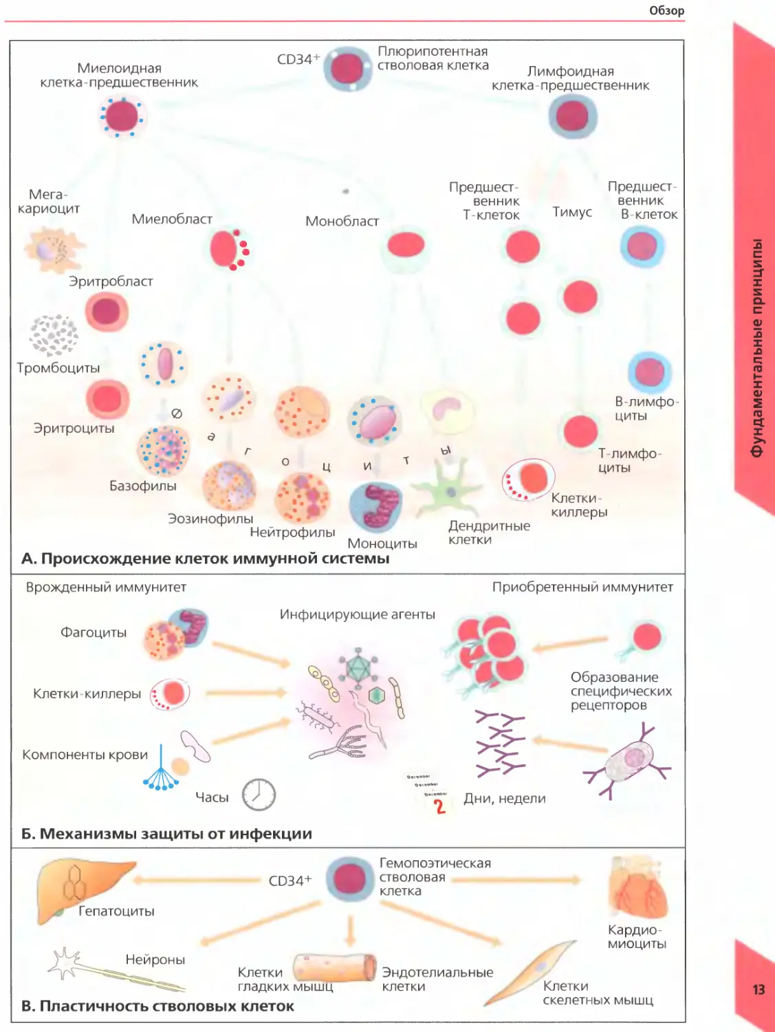 Иммунные клетки макрофаги