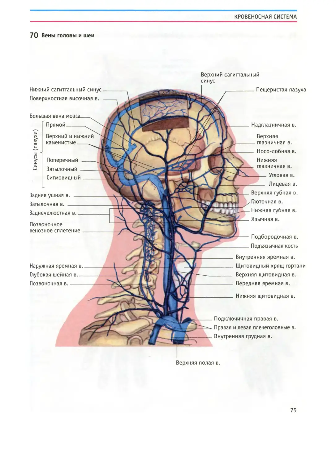 Поверхностные вены шеи анатомия