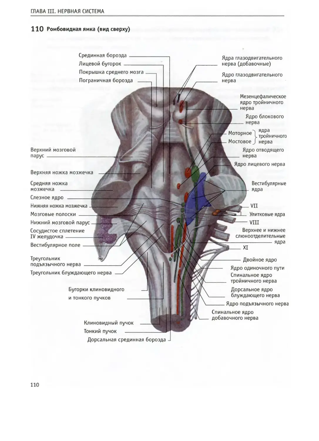 Дорсальной поверхности мозга. Ствол мозга ромбовидная ямка. Ромбовидная ямка головного мозга анатомия. Ромбовидная ямка ствола головного мозга. Проекция ядер черепных нервов анатомия.
