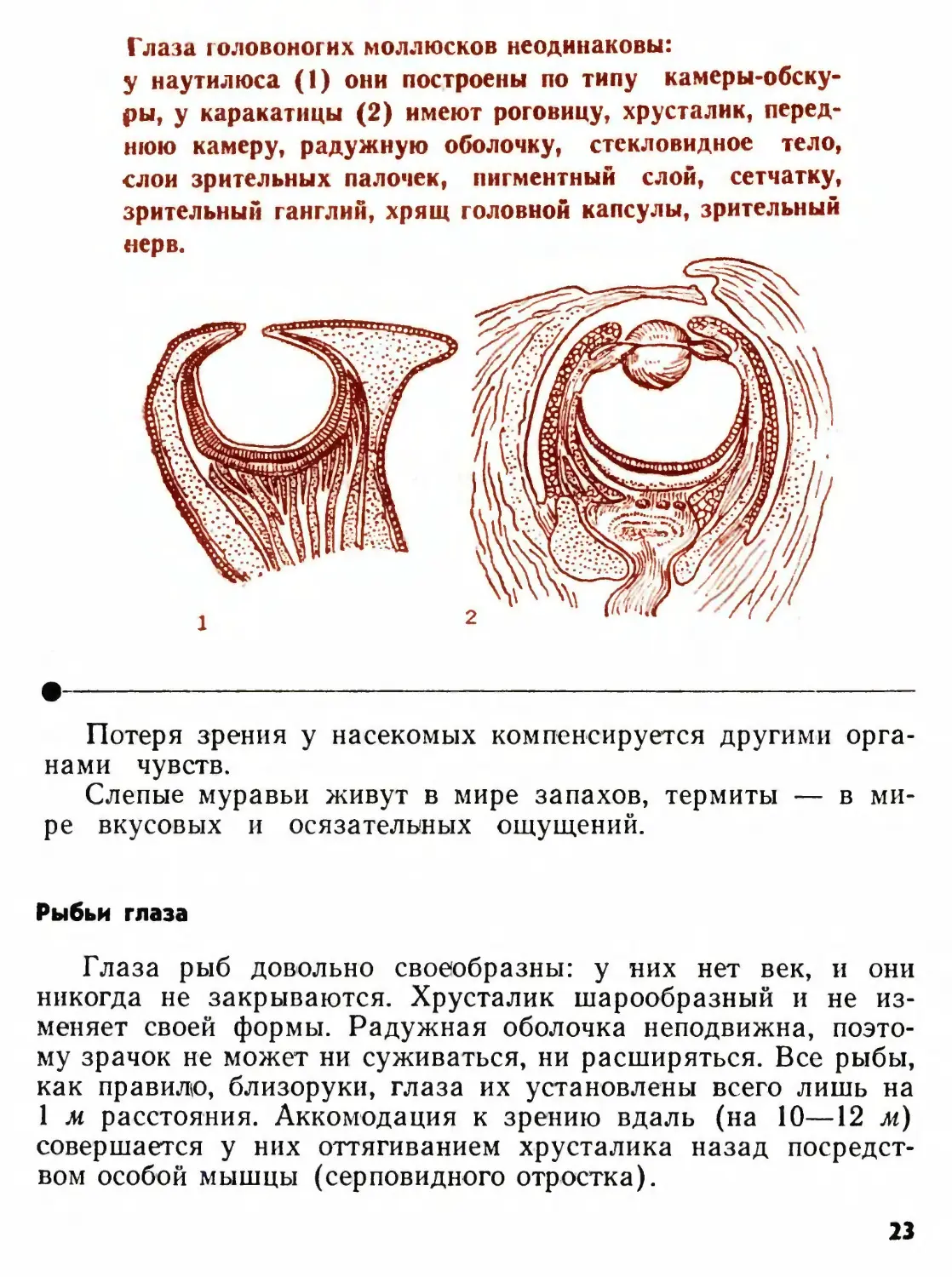 Рыбьи глаза