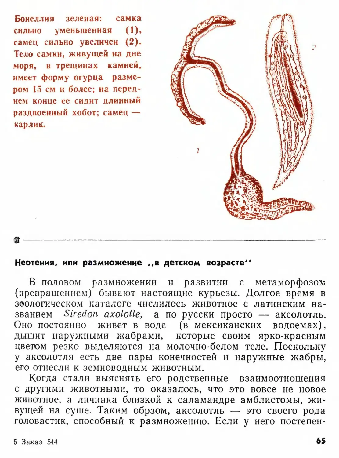 Неотения, или размножение «в детском возрасте»