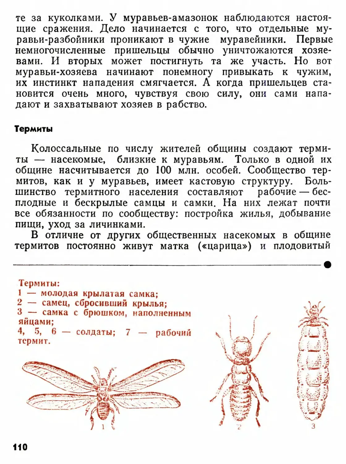 Термиты