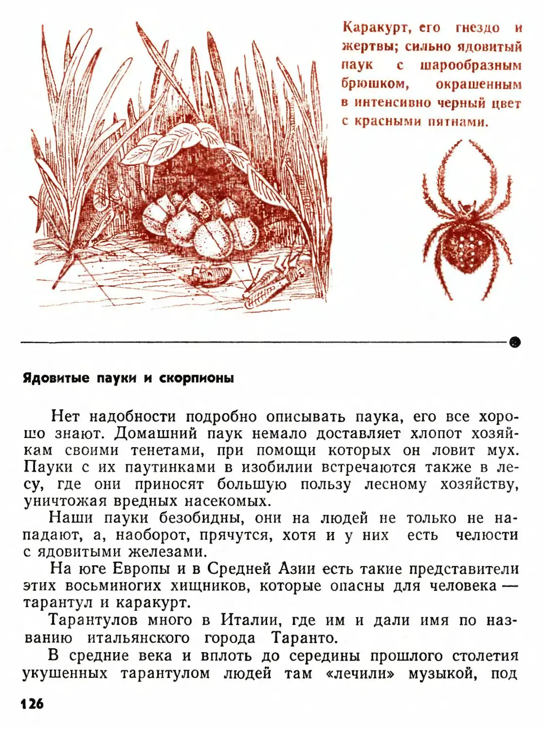 Ядовитые пауки и скорпионы