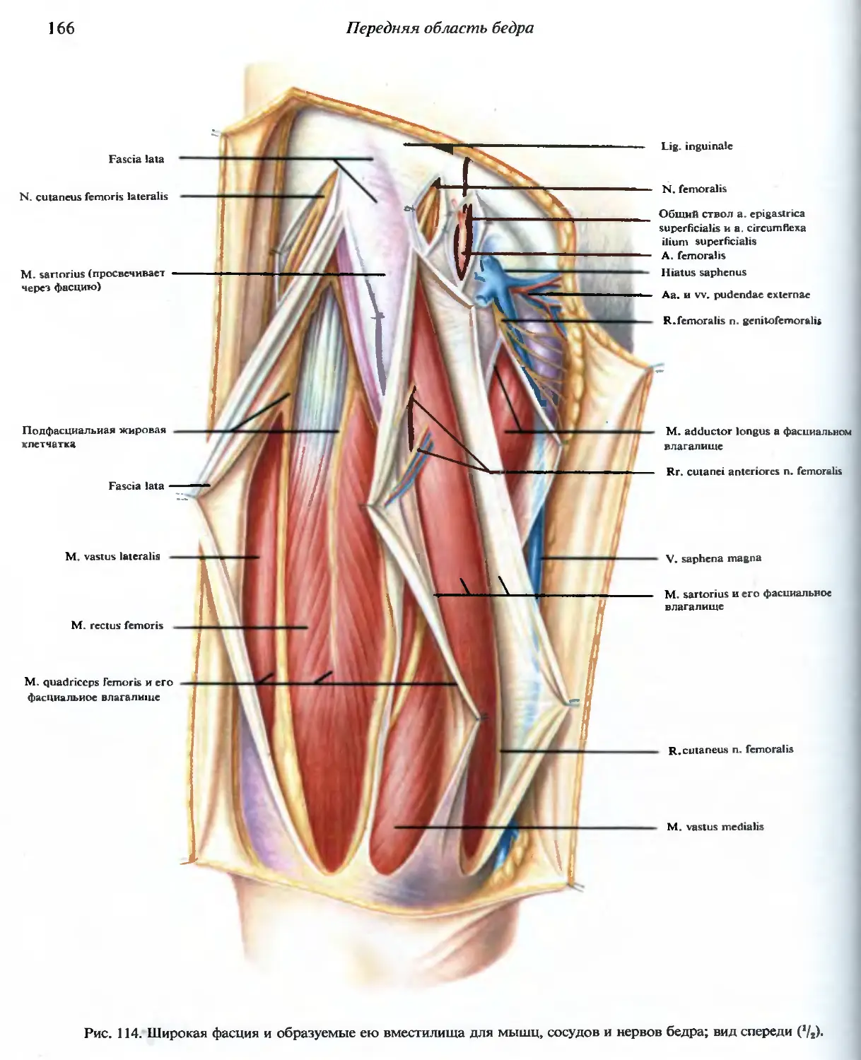 Передняя бедренная. Широкая фасция бедра анатомия. Широкая фасция бедра топографическая анатомия. Топографическая анатомия нижней конечности. Бедро (передняя область). Бедренный треугольник фасции.