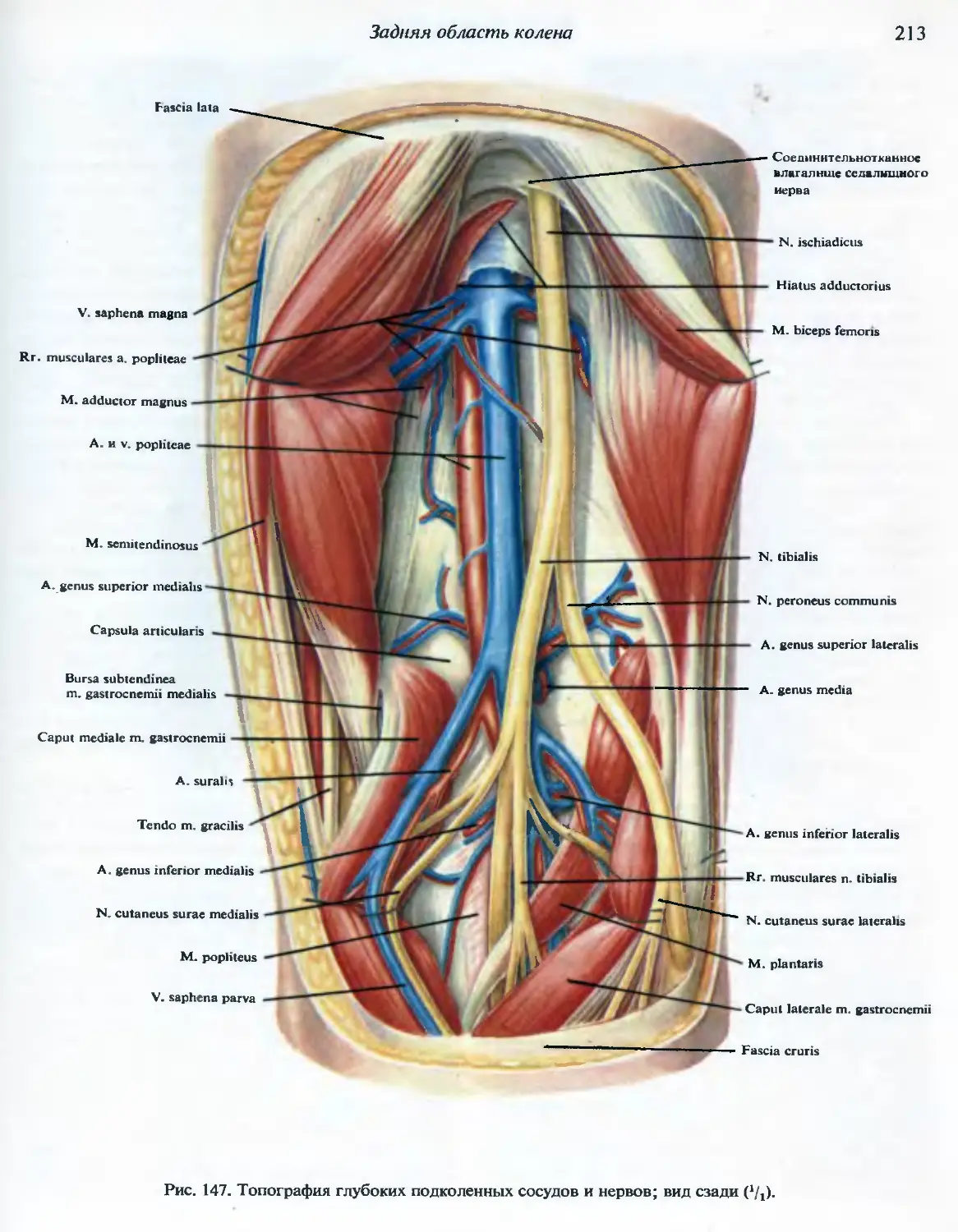 бедренная вена анатомия