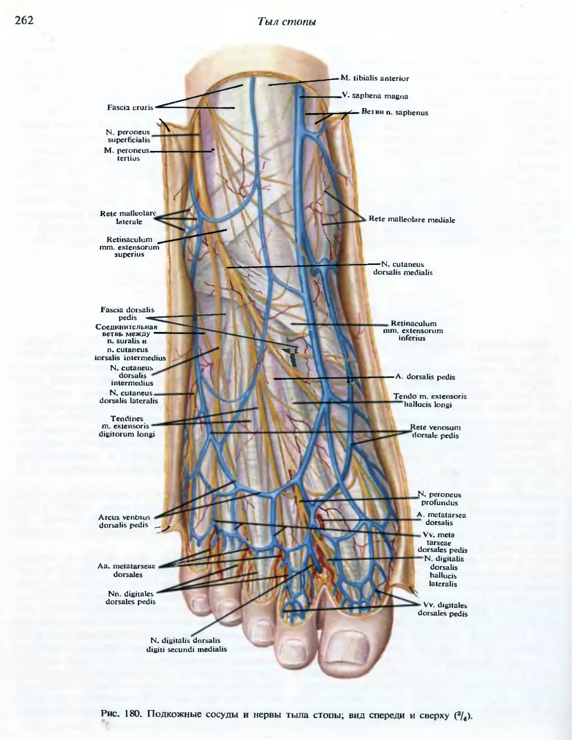 Основные артерии стопы. Венозная сеть тыла стопы. Тыл стопы топографическая анатомия. Нервы тыла стопы анатомия. Послойная топография тыла стопы.