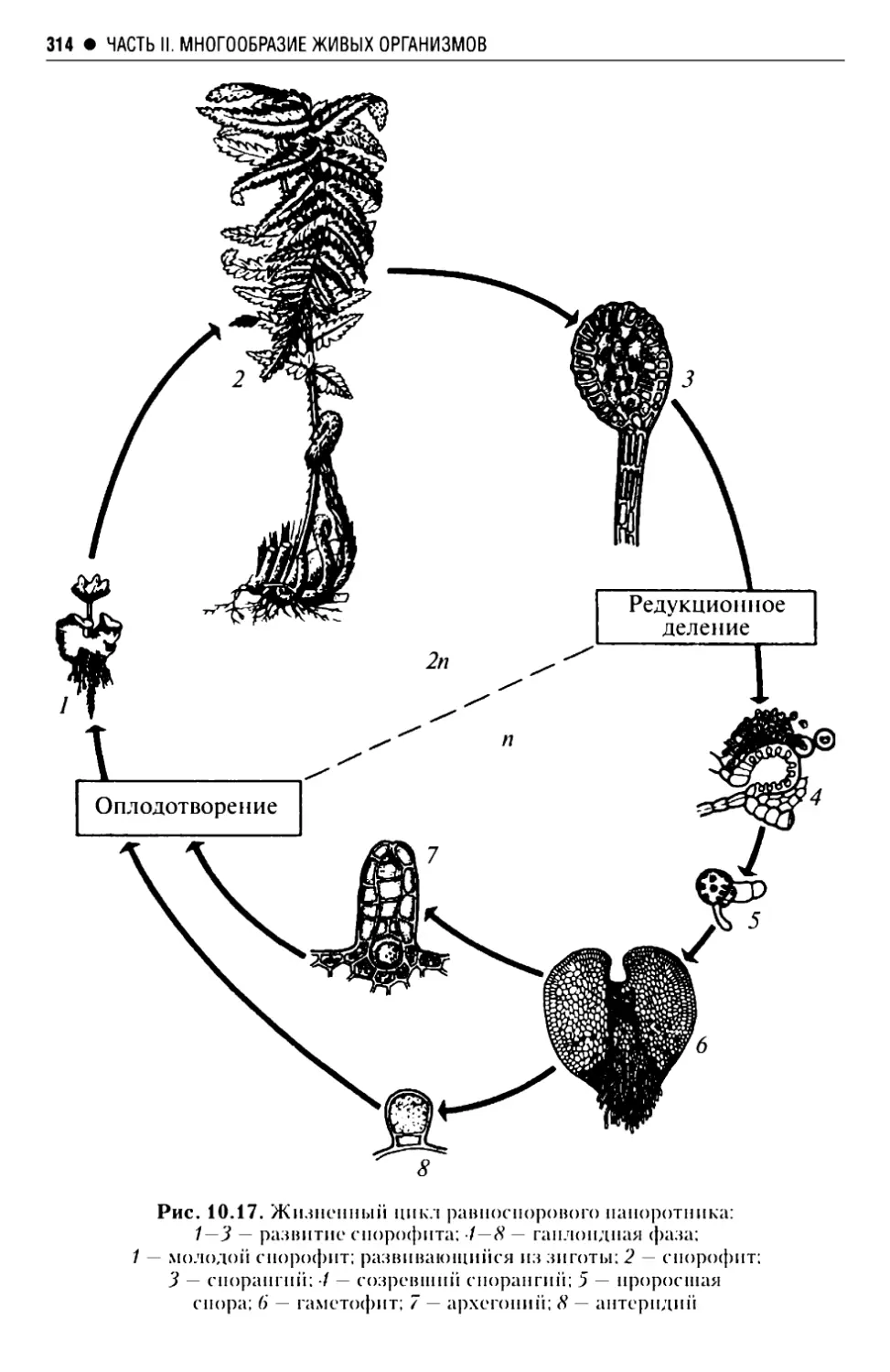 Папоротник жизненный цикл. Жизненный цикл равноспорового папоротника схема. Цикл развития папоротника схема. Цикл развития разноспорового папоротника. Жизненный цикл разноспоровых папоротников.