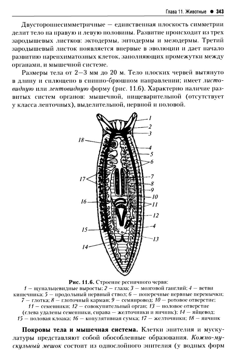 Строение риса биология