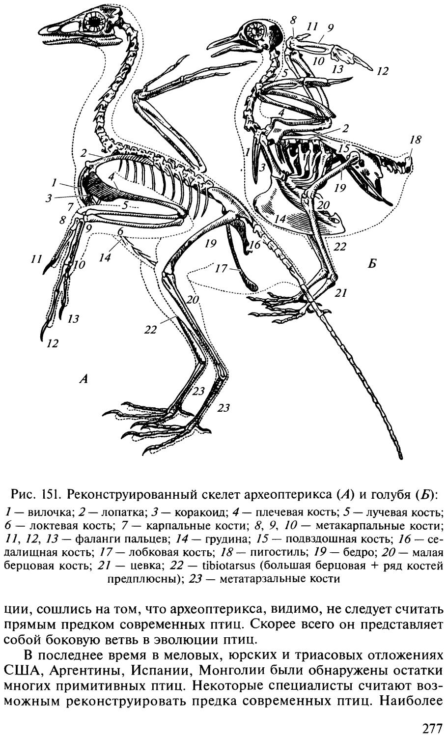 Вилочка у птиц это. Скелет птицы коракоид. Вороньи кости коракоиды. Коракоид кость. Археоптерикс строение.