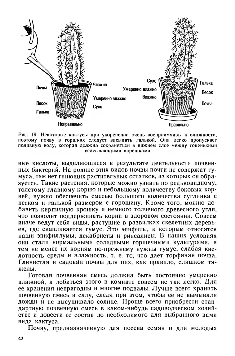 Внешнее строение кактуса сыча. Кактус схема. Строение кактуса. Строение кактуса схема в картинках. Корни кактуса схема.