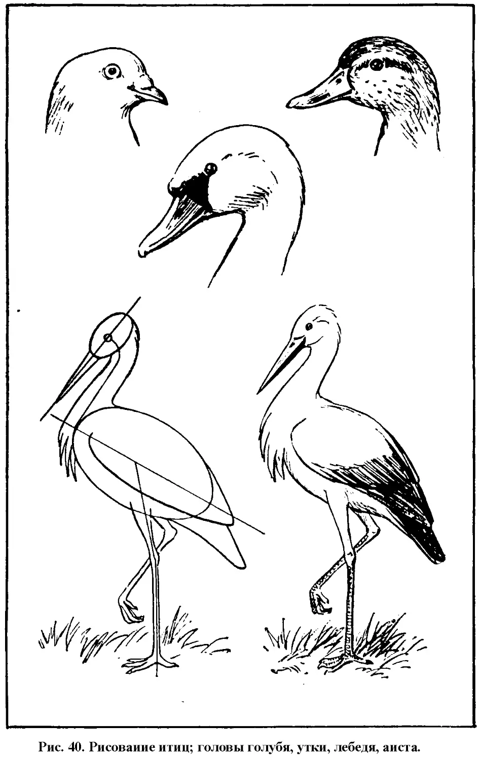 Схемы рисования перелётных птиц для детей
