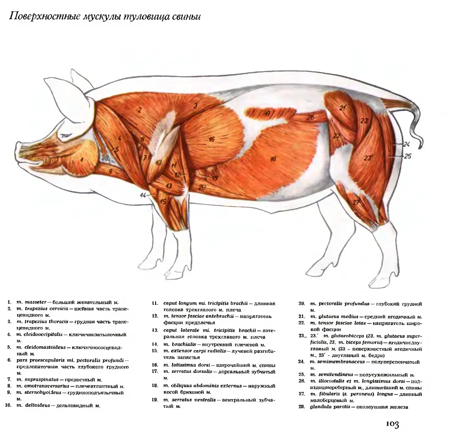 Свинья в разрезе схема